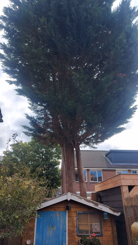 conifeer snoeien Leiden