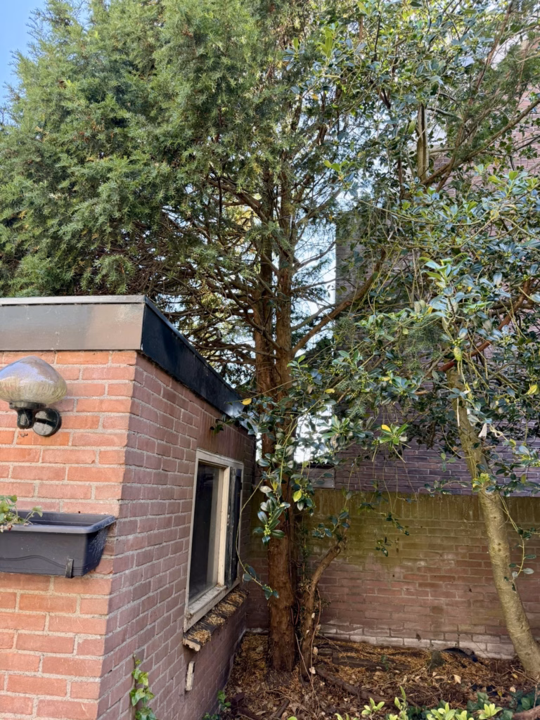 Boom uit de tuin verwijderen