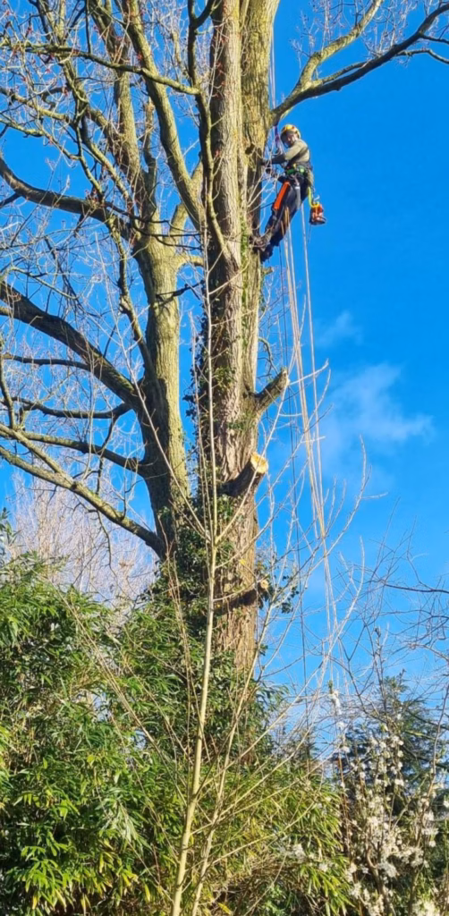 Bomen verwijderen