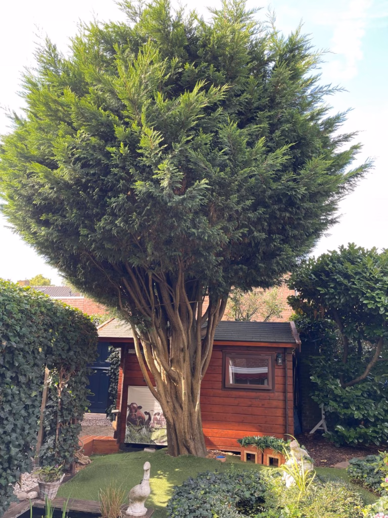 Bomen snoeien Alblasserdam