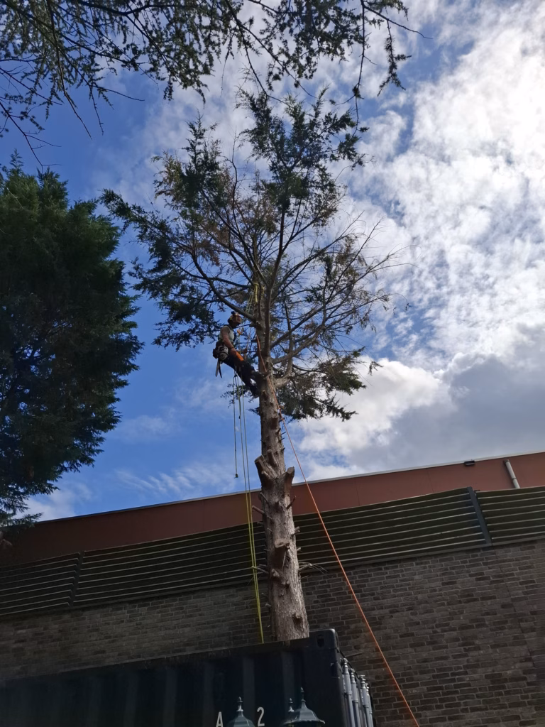 Bomen laten verwijderen