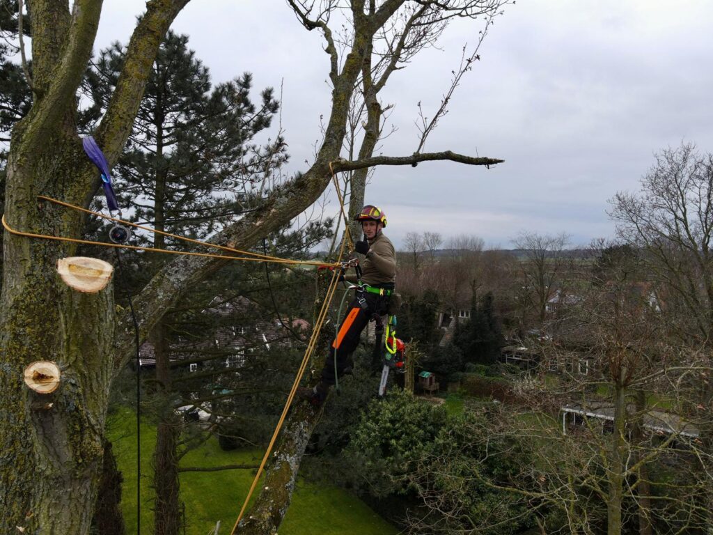 Boomverzorger snoeit takken als voorbereiding op het kappen van de boom